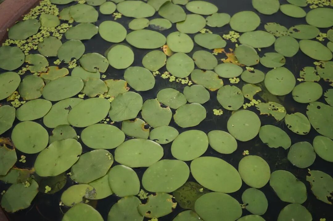 莼菜——历久弥新的美食故事