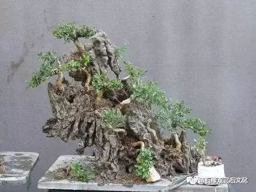 图解 怎么制作一盆山石盆景的方法