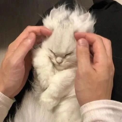 趁猫睡着时给做了个造型，谁知醒来时。。