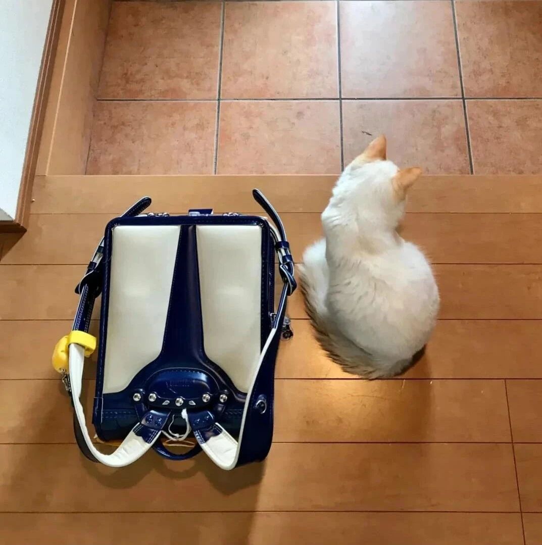 一放学赶紧跑出去玩，猫只能在门口一直等