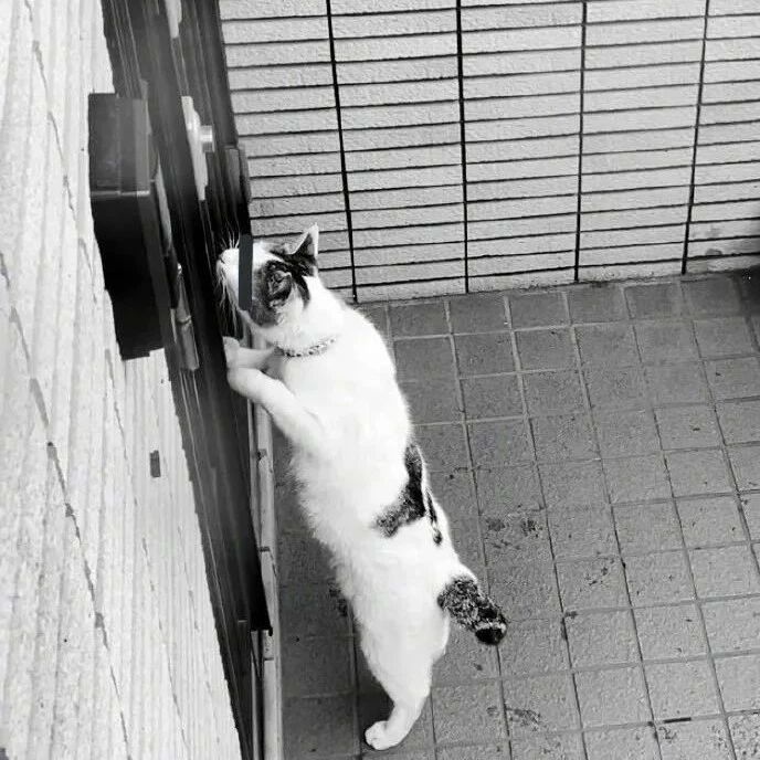 独自在家忽然听到有人撬门，查看监控凶手竟是。。