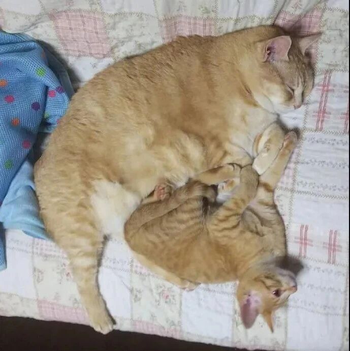 刚带回一只小橘猫，以为原住猫会生气，谁知竟。。