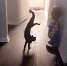 猫本想伸个懒腰，谁知后腿突然有别的想法