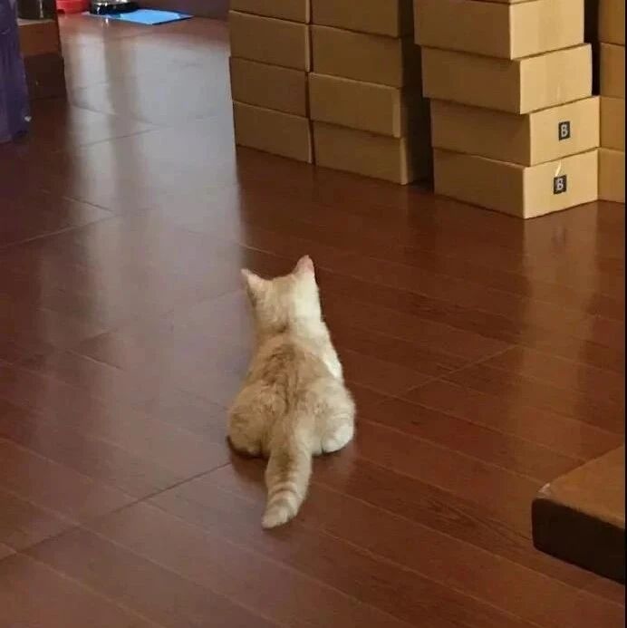 偷拍小猫背影被发现，回眸的瞬间。。