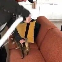 用吸尘器直接从猫身上吸毛就算了，这尾巴还。。