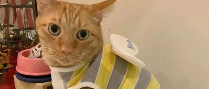 给橘猫穿上了个很清秀的衣服，可是拍完侧面再拍正面就。。