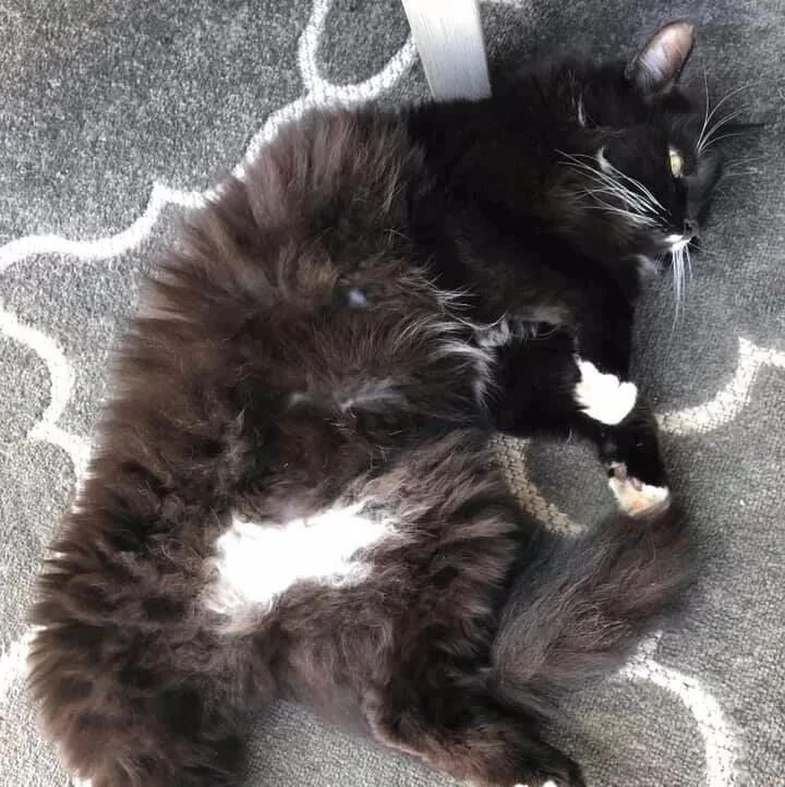 猫偷溜进去别人家竟呆了10天，10天后终于照面