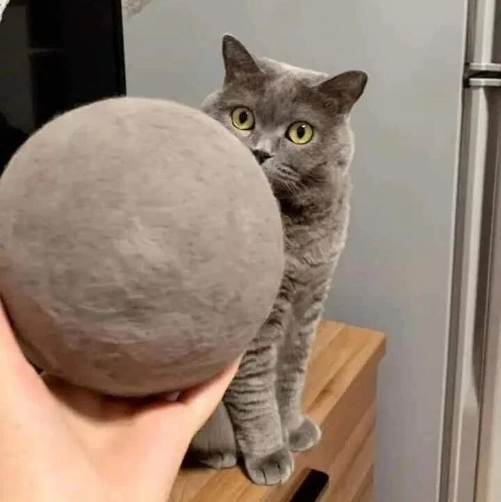 把猫掉的猫毛球拿给猫看，猫直接吓懵逼