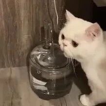 特意给猫买个饮水机，可这货竟这样喝水