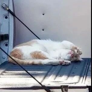 家里的猫最爱躲猫猫，可躲的地方也太明显了