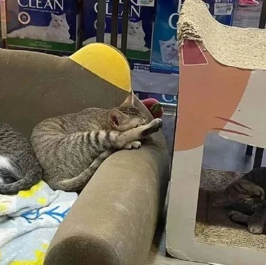 这只猫每次睡觉都要把腿放在这里，这是？