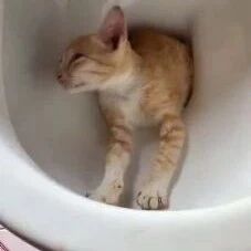 找猫找了好久，竟发现塞在了马桶里