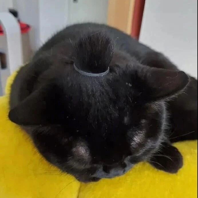见猫毛有点长，赶紧给扎了个辫子，竟这么。。