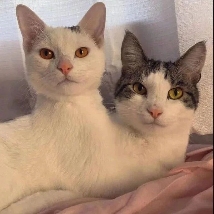 两猫成天靠在一起，竟直接成了连体。。