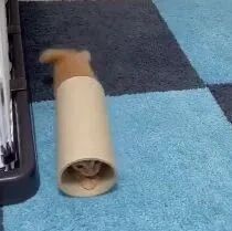 新来的小猫精力旺盛，一个纸筒就玩一天