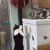 奶牛猫嫌弃另一只猫呼噜声太大，上去就是一巴掌