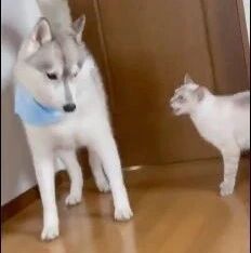 猫跳起开门时直接踩到狗，不道歉反而边骂边揍