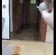 假装去丢玩具让猫捡，猫反应成。。。