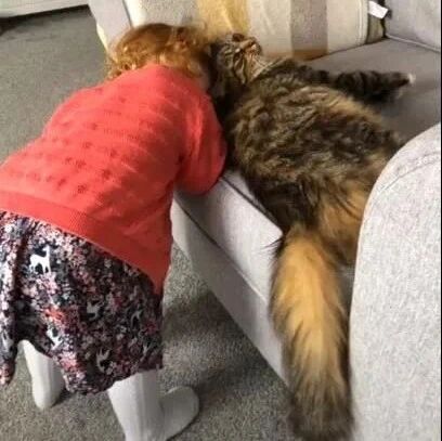 家里没养猫还总有猫来陪女儿玩，性格超好