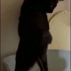 这是一个披着猫皮的男人？站着尿的姿势还挺。。