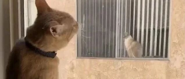 橘猫整天痴痴的看着对面的猫，于是主人留纸条成全