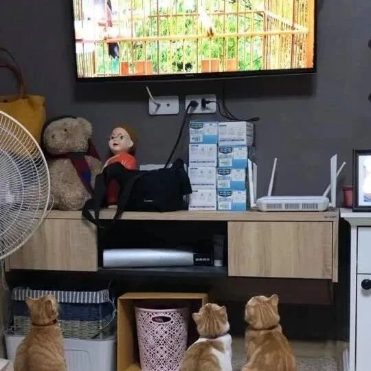 养猫的千万别在电视里看鸟，否则就会很惨。。