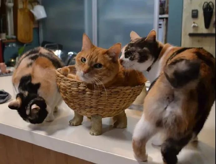 给猫箱下面装上猫爪后，毫无违和感