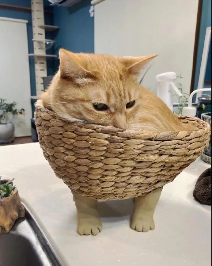 给猫箱下面装上猫爪后，毫无违和感