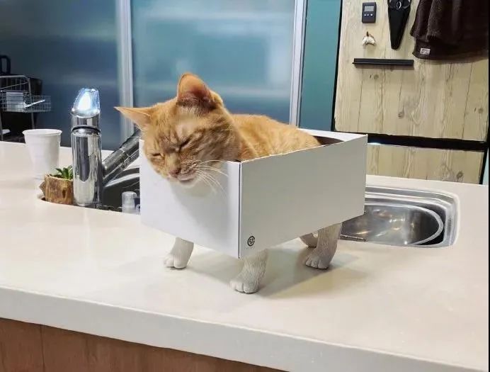 给猫箱下面装上猫爪后，毫无违和感