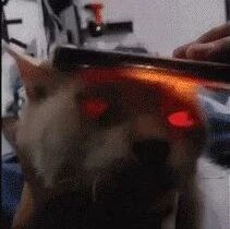 把手机放到猫头上就会出现诡异事件，好怕怕