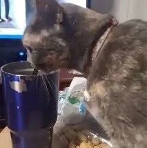 猫上桌用着吸管喝水，说了两句还瞪人！