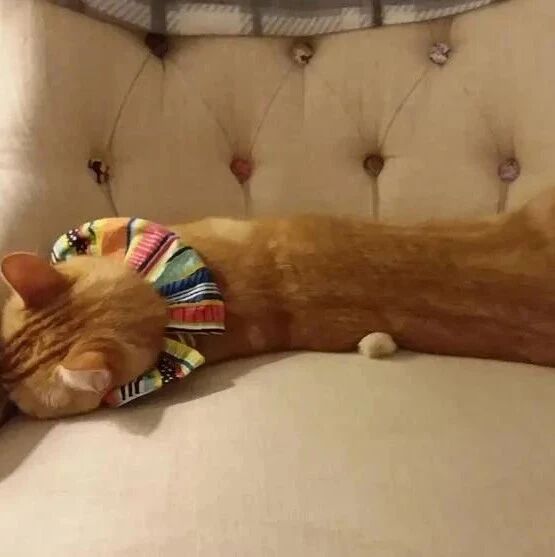 家里的橘猫每天闲来无事就睡觉，可当隔壁新搬来后。。