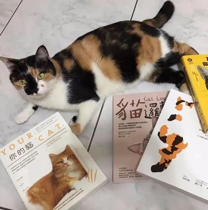 奶奶嫌猫长的太丑了，本想丢掉，谁知没过几天。。