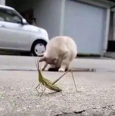 蚂蚱为了躲开猫，小心翼翼的，眼看就。。