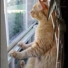橘猫坐在窗边看风景，这姿势太人类了