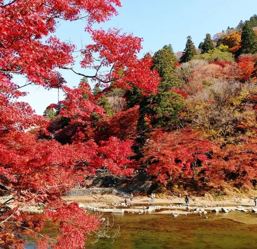 19日本最美赏枫地图 这个秋季赴一场红叶狩之约 海鸥度假指南 微信公众号文章阅读 Wemp
