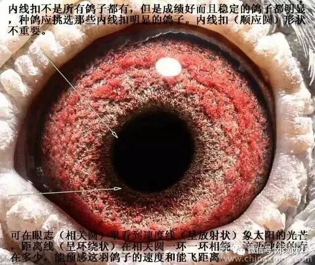 对赛鸽内线扣的一点看法 - 千姿商贸的主页