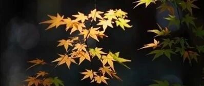 苦才是生活的原味（很经典！！）