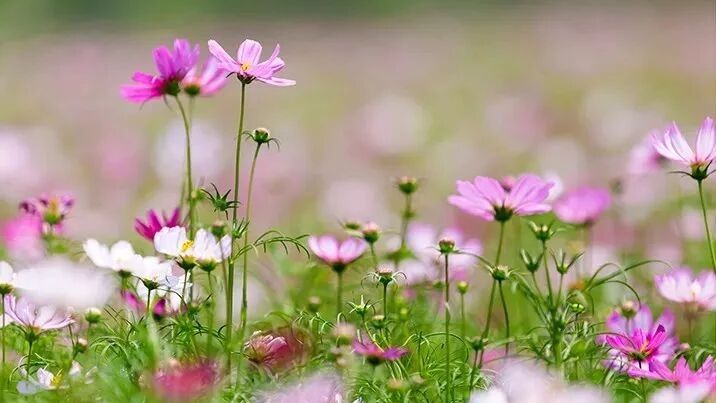 老实人必戒的4个弱点，不然一直被欺负。