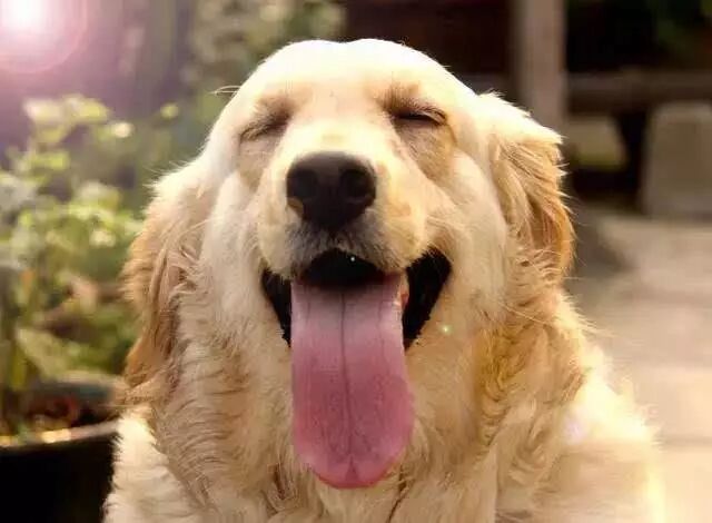 帶狗上班就給你漲薪水！網友紛紛炸了：想跳槽...... 寵物 第1張