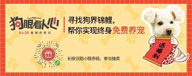 因為「太胖」，它的主人決定把它安樂死...... 寵物 第13張