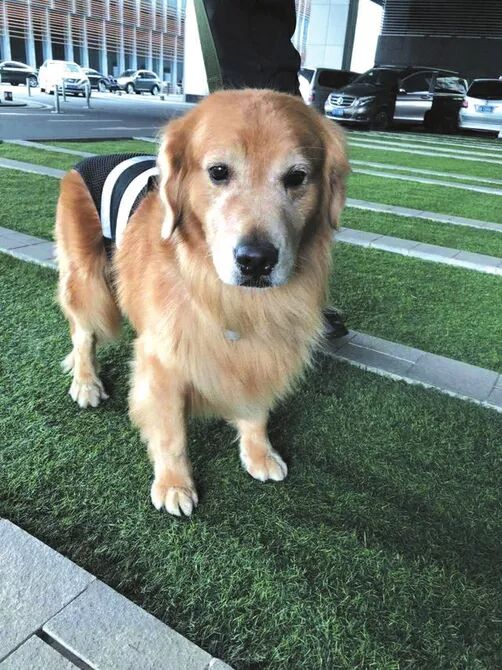 ベスト 大谷翔平犬 面白い犬のイラスト