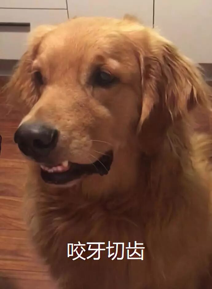 有些狗，為了吃真的什麼事都做得出來…… 寵物 第4張