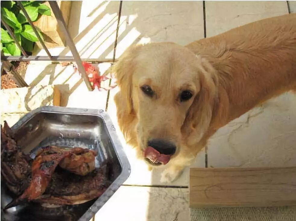 有些狗，為了吃真的什麼事都做得出來…… 寵物 第7張