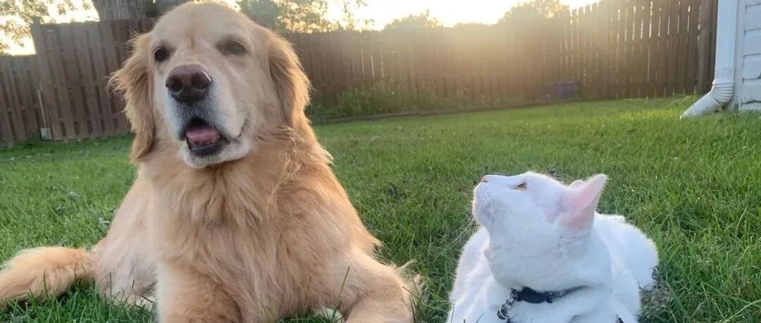 小白猫被人抛弃后，金毛霸气收编：以后跟我混！