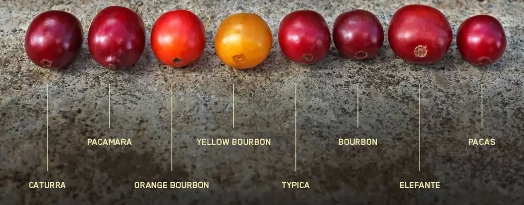 咖啡豆的微观结构