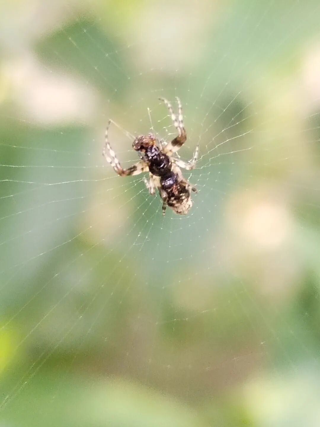 奇妙精灵怎么样曲一丨【居民投稿】他用手机拍出了大自然奇妙的精灵世界！_https://www.jmylbn.com_新闻资讯_第16张