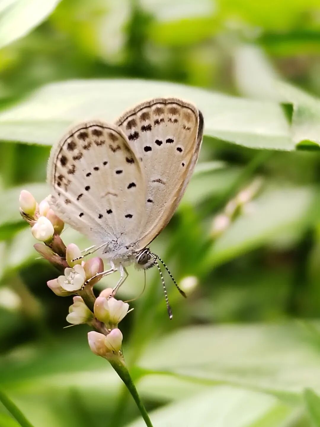 奇妙精灵怎么样曲一丨【居民投稿】他用手机拍出了大自然奇妙的精灵世界！_https://www.jmylbn.com_新闻资讯_第14张