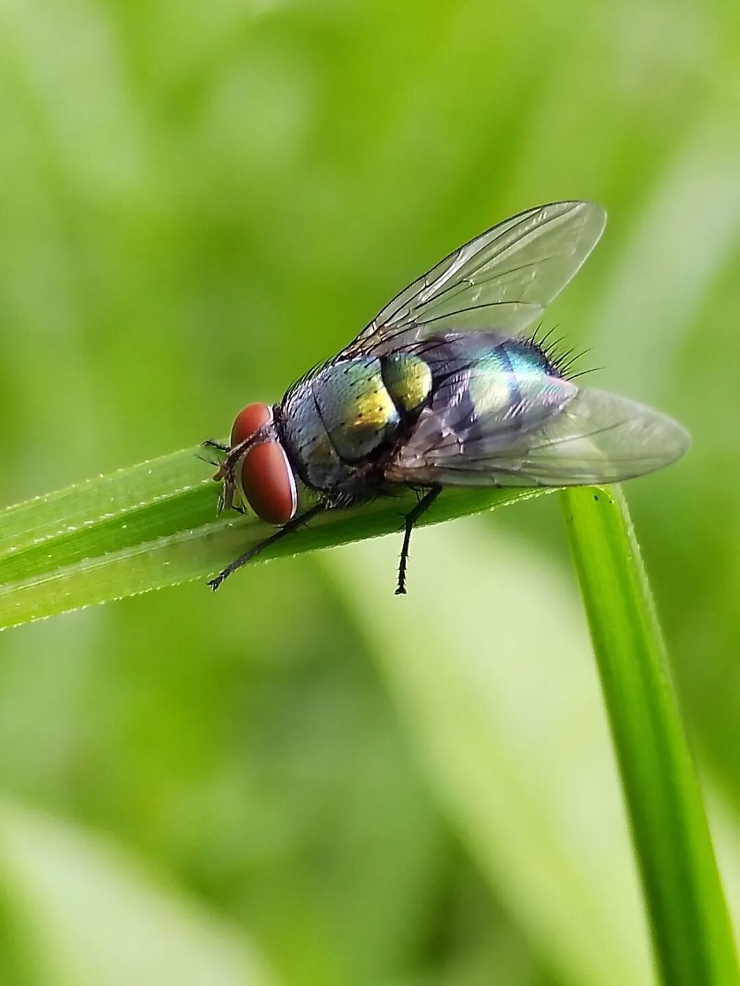 奇妙精灵怎么样曲一丨【居民投稿】他用手机拍出了大自然奇妙的精灵世界！_https://www.jmylbn.com_新闻资讯_第7张