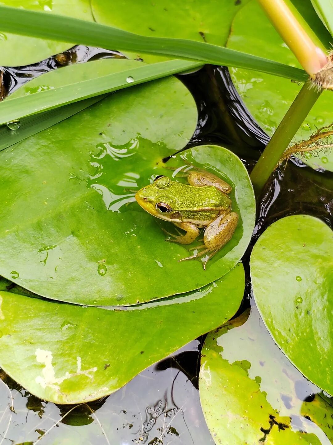 奇妙精灵怎么样曲一丨【居民投稿】他用手机拍出了大自然奇妙的精灵世界！_https://www.jmylbn.com_新闻资讯_第19张